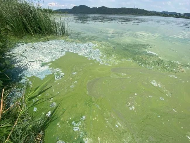 이른 폭염이 찾아왔던 지난해 7월 경북 성주군 선남면 성주대교 인근 낙동강변에 평년보다 일찍 짙은 녹조가 번진 모습. 대구환경운동연합 제공