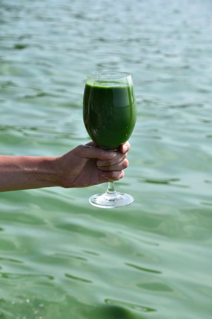 극심한 녹조로 물든 낙동강 물을 컵으로 뜬 모습. 낙동강네트워크 제공.