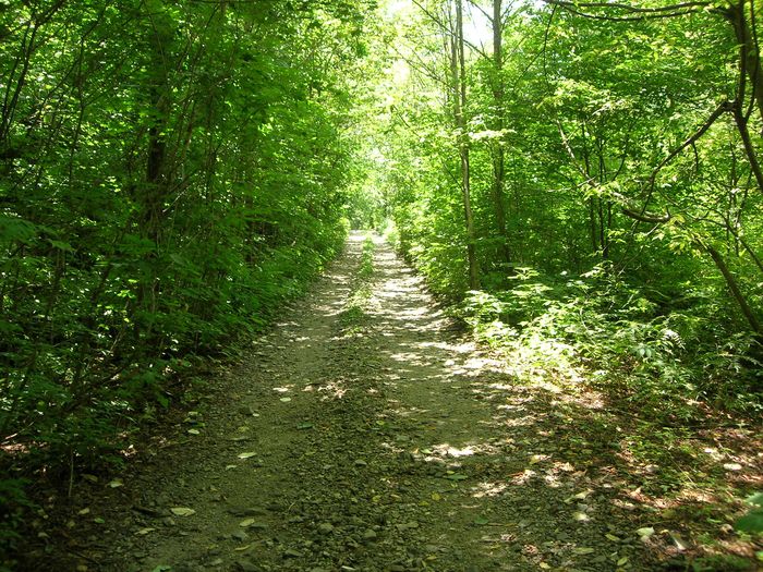 강원 인제군 ‘아침가리 숲길’. 산림청 제공