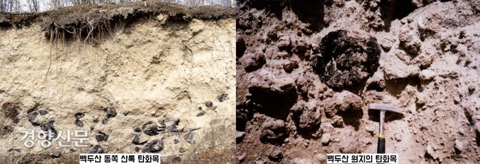 백두산 곳곳에서 매몰되어 있는 탄화목 퇴적층. 화산분출 때 화쇄류에 의해 매몰되면 고온 때문에 산림이 진공상태에서 숯이 된다. |소원주의 <백두산 대폭발의 비밀>, 2010, 사이언스북스에서