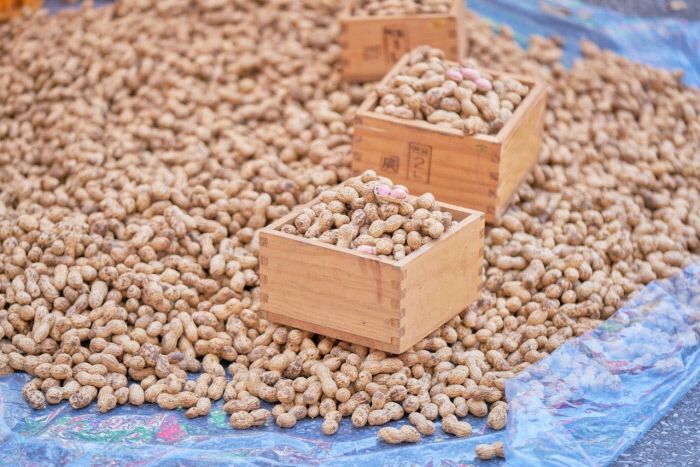 가을의 예고편 ‘피땅콩’