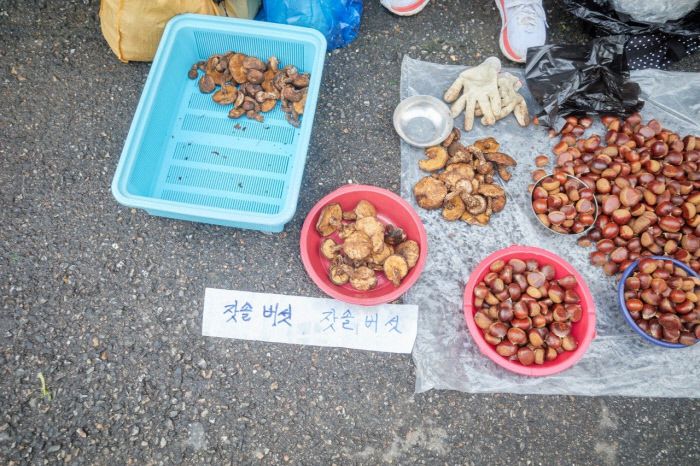 소금물에 데친 뒤 조리해야 하는 솔잣버섯.