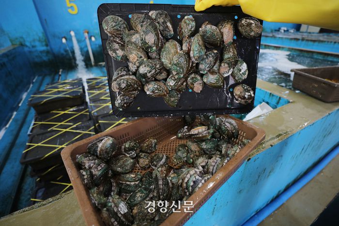 전남 완도군 완도읍에 위치한 경영수산에서 지난 17일 직원이 전복 유통 작업을 하고 있다. 한수빈 기자