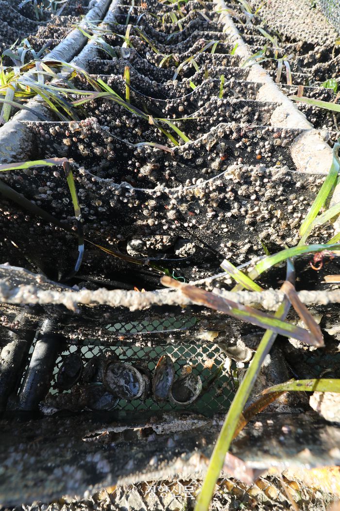 지난 16일 전남 완도군 금일읍에 위치한 전복 양식장에서 청년 어민들이 걷어 올린 가두리 양식장. 해당 칸은 30%정도의 전복이 폐사한 상태로 파악됐다. 한수빈 기자