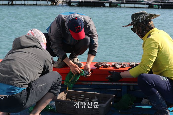 지난 16일 전남 완도군 금일읍에 위치한 전복 양식장에서 청년 어민들이 양식 작업을 하고 있다. 한수빈 기자