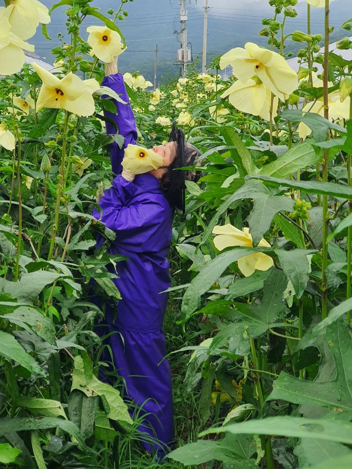생으로 먹기 때문에 농약을 쓰지 않는 금화규 역시 고령화 농가의 특화작물로 평가받고 있다.