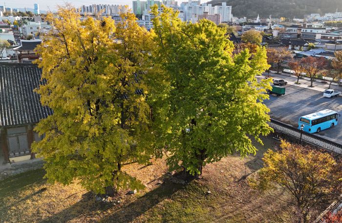 전남 나주시 금성관의 700년 된 쌍둥이 은행나무. 나주시 제공