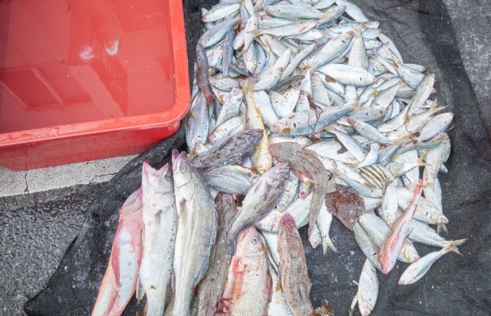 회도 전도 좋다 ‘신선한 농어’