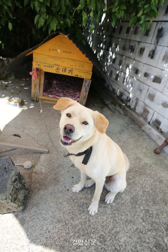 서점을 지키는 개 ‘순데기’. 이윤정 기자