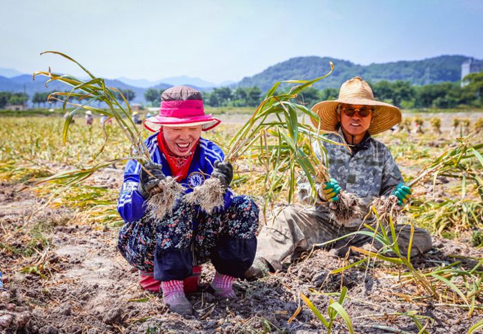 의성군 농민들이 지난달 마늘을 수확하며 활짝 웃고 있다. 의성군 제공
