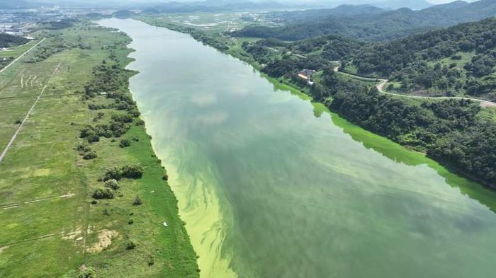 지난 11일 낙동강레포츠밸리에 창궐한 녹조. 대구환경운동연합 제공