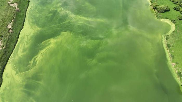 지난 11일 대구 달성군 구지 낙동강에 창궐한 녹조. 대구환경운동연합 제공
