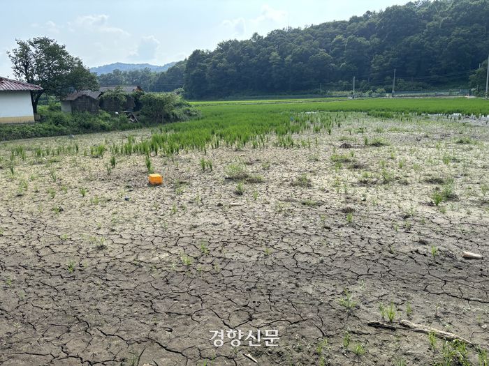 지난 7월 10일 내린 폭우로 정뱅이마을의 제방이 무너지면서 온 마을이 물에 잠겼다. 벼가 빼곡했던 논이 토사에 매몰돼 황량한 공터가 됐다. 이효상 기자