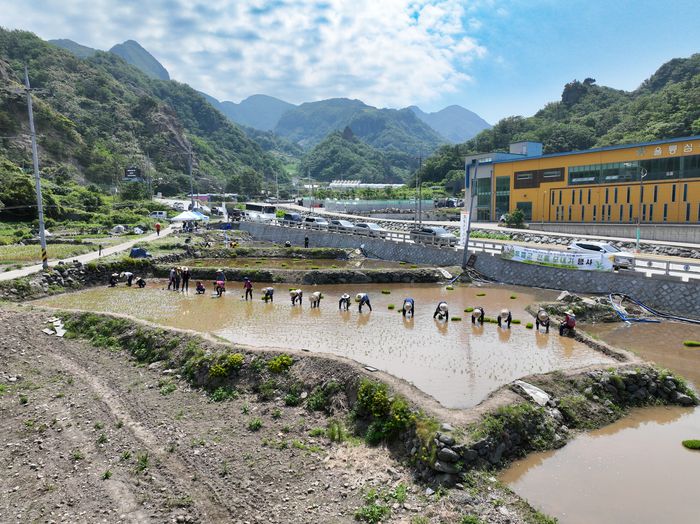 경북 울릉군 서면 태하리 논에서 농민들이 모내기하고 있다. 울릉군 제공