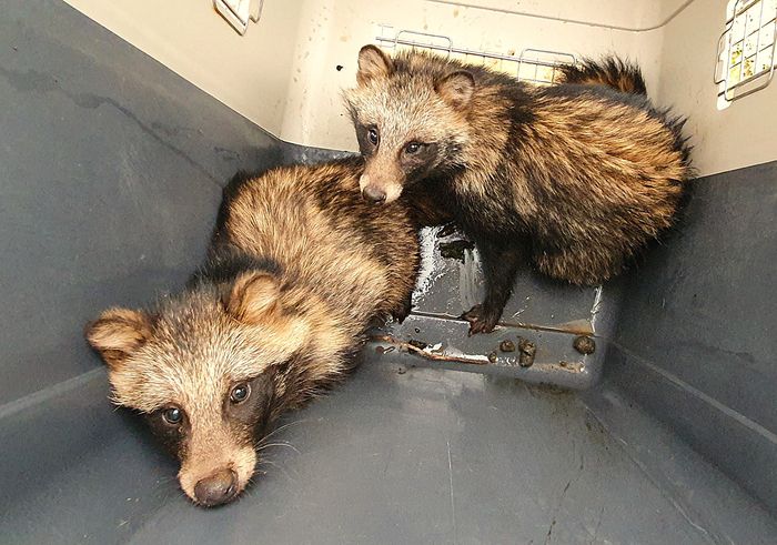 지난 2020년 10월 강원도 인제군 상남면의 한 하우스 3m 깊이의 양수장에 빠졌다가 구조된 너구리들. 너구리는 인근 야산에 방사됐다. 소방청