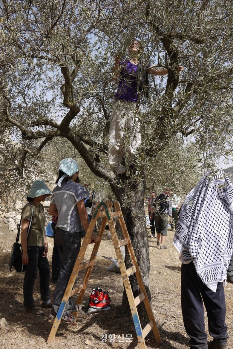 서안지구, 올리브 추수를 중단시키는 이스라엘 군인 앞에서 농부들 추수를 돕는 여행자들의 모습  @IMAGINPEACE