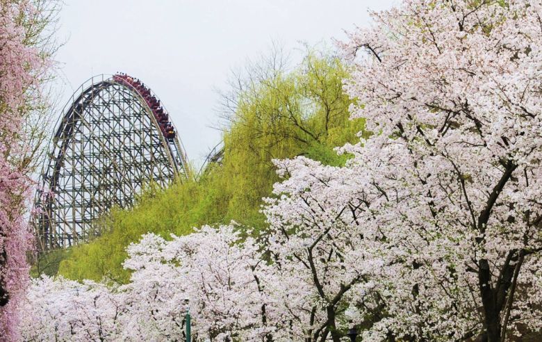 에버랜드 곳곳에서 만나볼 수 있는 벚꽃 명소들