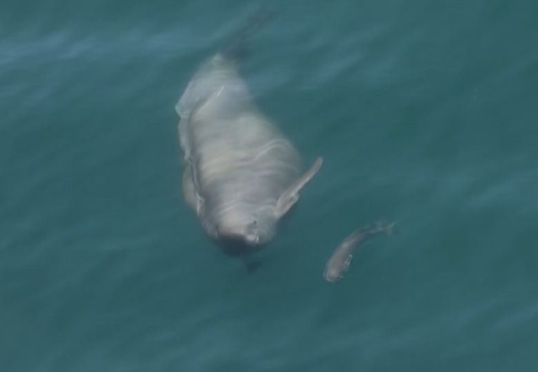 상괭이가 먹이(숭어) 사냥을 위해 추적하는 모습. 2025. 4. 7. 한려해상국립공원