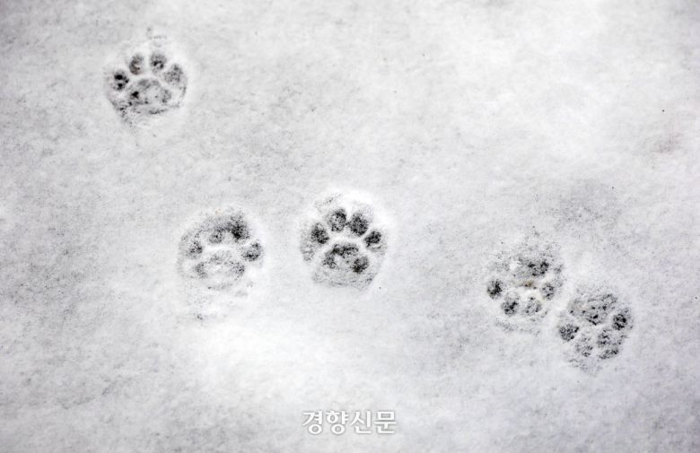 전날 눈이 새벽까지 이어진 지난 2월7일 서울 시내의 한 골목에 길고양이의 발자국이 찍혀있다. 권도현 기자