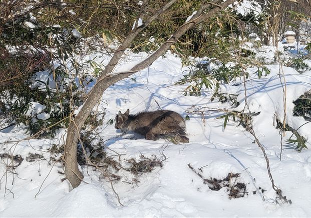 2년 전 겨울 폭설에 탈진한 채 발견된 산양. 환경부 국립공원공단 제공