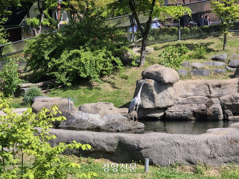 동물원 수달사에 미꾸라지를 먹으러온 왜가리.