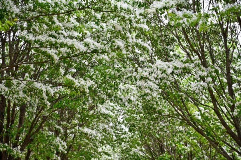눈처럼 쌓인 ‘이팝나무 꽃길’
