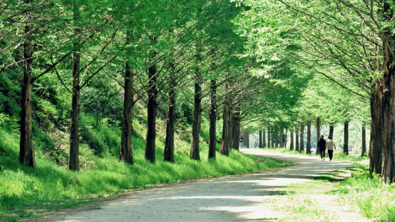 초록빛 ‘메타세쿼이아 터널’