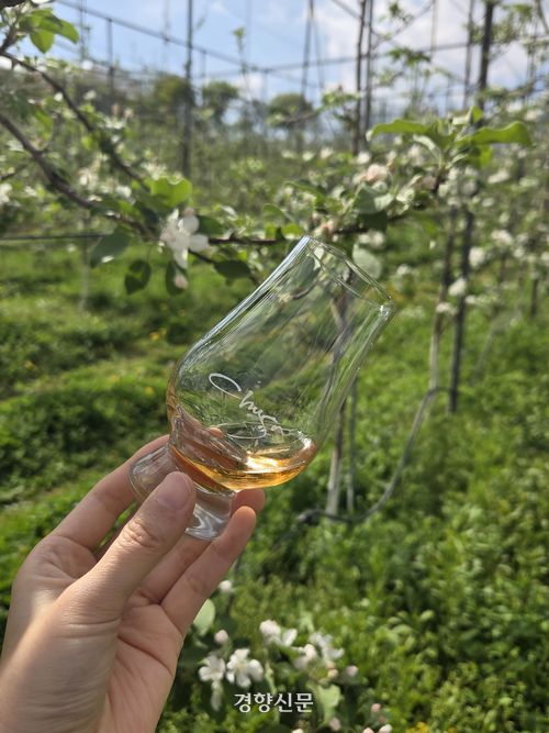 은성농원 ‘추사’. 노정연 기자