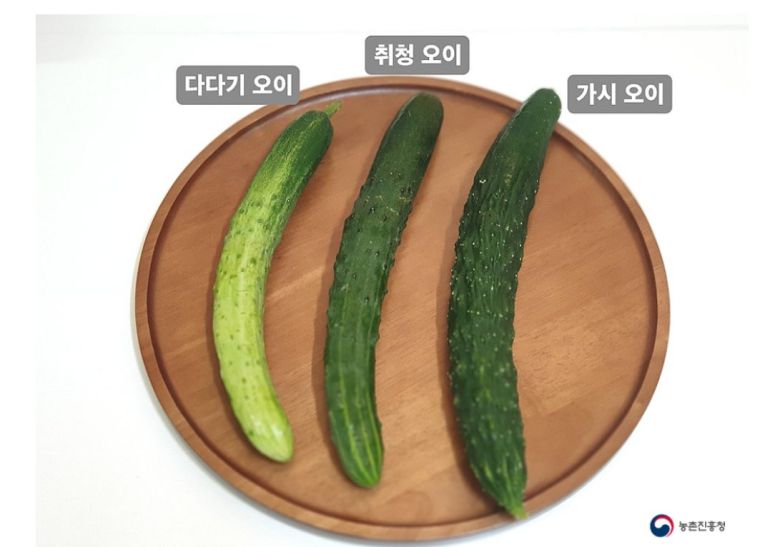 오이의 종류. 출처 농촌진흥청