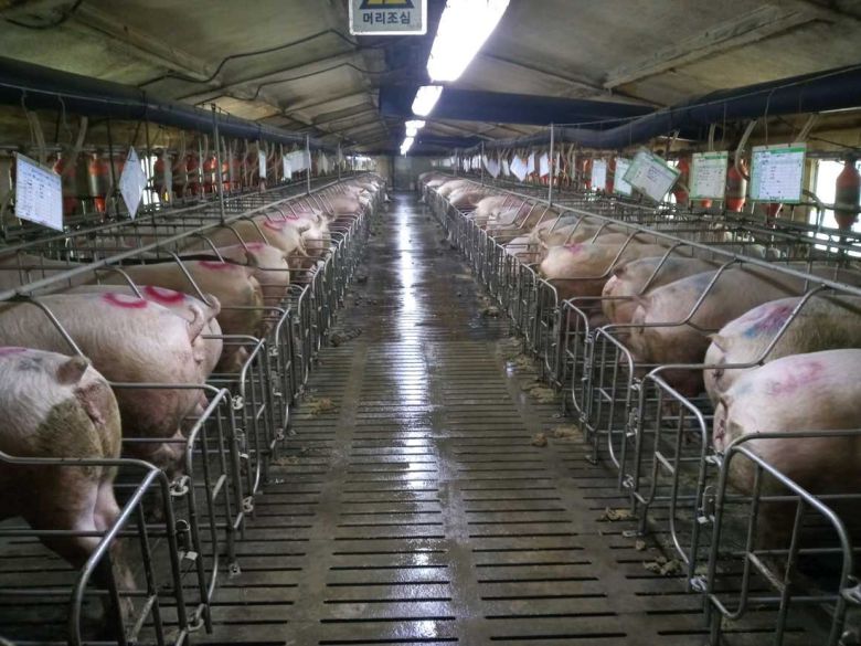 임신한 어미 돼지를 스톨에 사육하고 있는 현장. 동물복지연구소 어웨어 제공