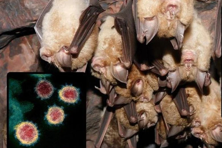 코로나19 바이러스의 주요 숙주 중 하나로 거론되는 관박쥐가 동굴 천장에 매달려 있다. SCMP 홈페이지 캡처