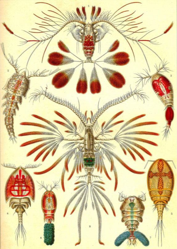 생물학자 에른스트 헤켈의 도감집 <자연의 예술적 형상>에 실린 대칭적 형태의 요각류. 사이언스소스·을유문화사 제공