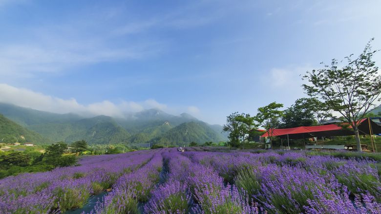 라벤더 향은 불안과 스트레스를 완화하고 기분을 안정시키는 효과가 있어 방문객들은 자연 속에서 명상과 산책을 함께 즐기며 마음의 평화를 경험할 수 있다. 양원라벤더 제공