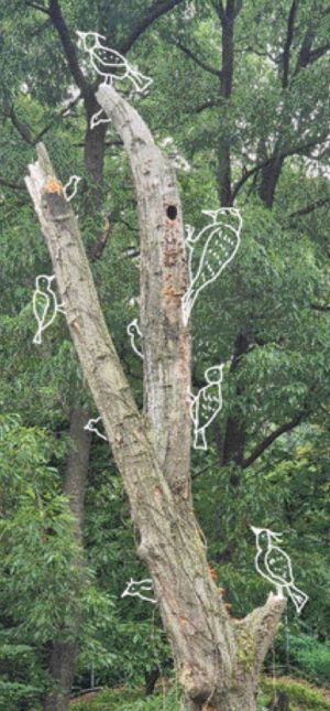 동물원의 고목은 산새들의 다세대 주택.