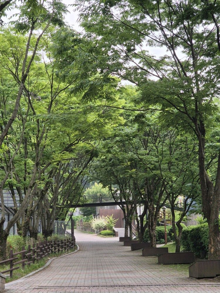 촘촘한 잎으로 여름이면 초록의 터널을 만들어내는 느티나무들. 청주동물원 김정호 제공