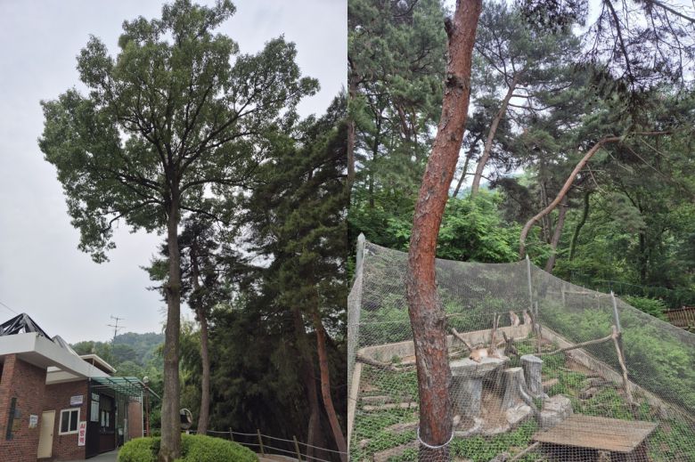 정문 매표소앞 상수리나무와 스라소니사 소나무숲. 청주동물원 김정호 제공