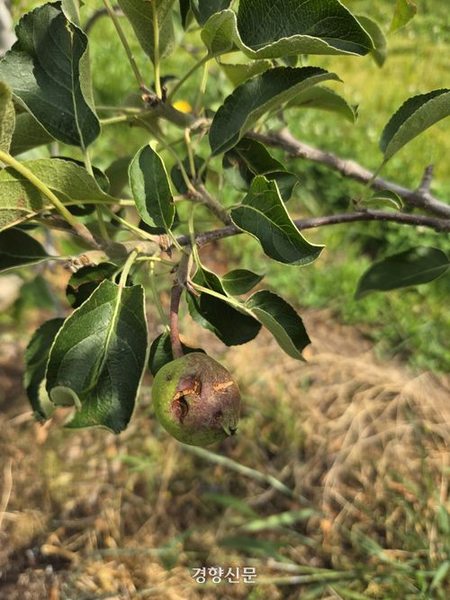 경북 안동시 예안면 도촌리 한 과수원에서 지난 11일 어린 사과열매가 우박에 맞아 멍이 들어 있다. 김현수 기자