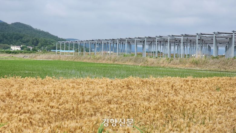 지난 6월 10일 전남 영광 염산면 월평마을의 간척지 논에 1㎿ 규모의 영농형 태양광이 설치돼 있다. 시설 아래에서는 벼농사를, 위에서는 햇빛농사를 한다. 마을 주민 모두가 참여한 월평햇빛발전협동조합이 투자한 시설이다. 이재덕 기자