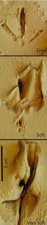 영국 리버풀 존 무어스대 연구진이 촬영한 투구뿔닭의 발자국. 맨 위부터 아래로 갈수록 더 물렁물렁한 진흙 위에 찍힌 발자국이다. 리버풀 존 무어스대 제공