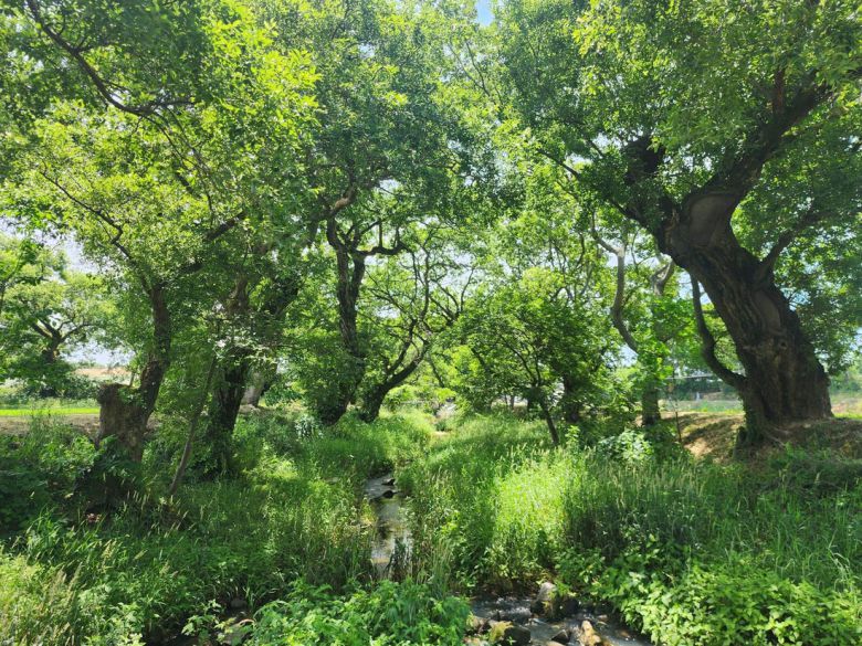 고창 삼태마을숲의 내부 모습.   국가유산청 제공