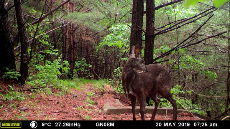 모니터링 카메라에 잡힌 사향노루 수컷의 모습.     국가유산청 제공