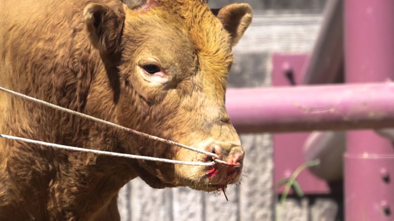 창녕 민속대회에서 한 소가 살코가 연결된 부위에서 피를 흘리고 있다. 동물해방물결·동물을위한마지막희망(LCA) 제공