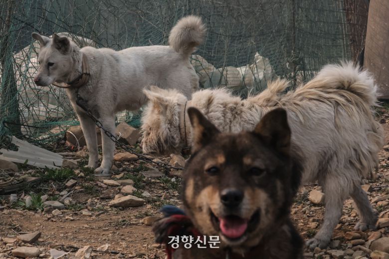 의성에서 발생한 대형산불이 닷새째 이어지고 있는 지난 3월26일 경북 의성군 단촌면 구계리에서 산불에서 살아 남은 강아지들이 검게 그을려 있다. 의성 | 성동훈 기자