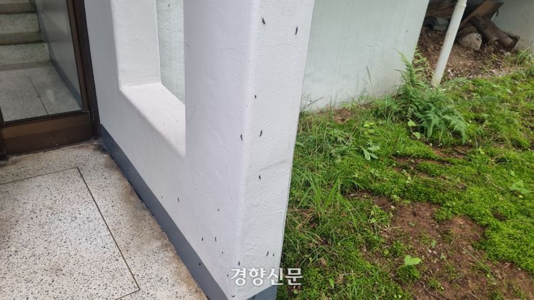 지난 25일 서울 양천구 한 아파트의 흰 벽에 다수의 붉은등우단털파리(러브버그)가 붙어있다. 강한들 기자