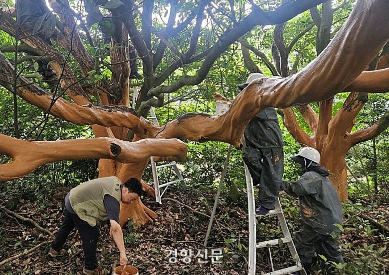 서귀포시 공원녹지과는 지난달 말 껍질이 벗겨진 부위에 황토를 바르는 응급치료를 실시했다. 서귀포시 제공