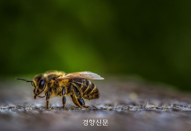 경향신문 자료사진