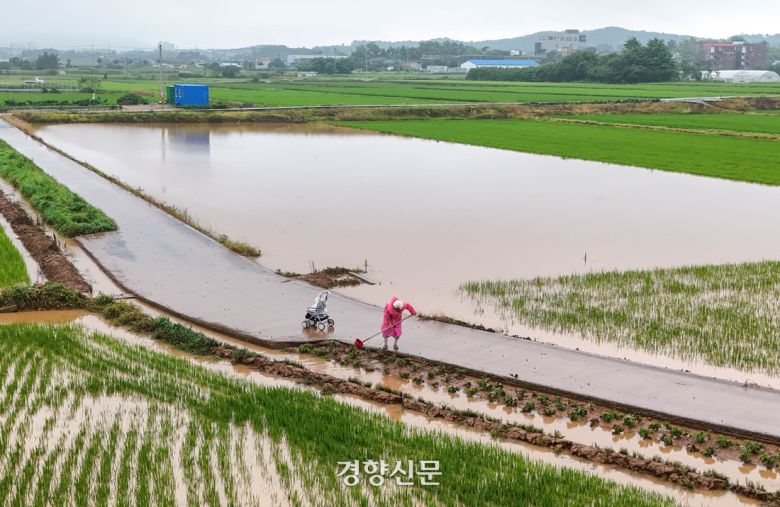 이틀 사이 520mm에 가까운 많은 비가 쏟아진 충남 서산시 석림동 청지천 일대에서 한 어르신이 침수된 논을 살펴보고 있다. 기상청은 서산 등 충남권에 내린 비의 양이 ‘200년에 한 번 내릴 수준’이라고 밝혔다. 또한 이날 오전 1시 46분부터 1시간 동안 서산에 114.9㎜의 비가 쏟아진 것은 ‘100년 만에 한 번 나타날 수준’의 강도라고 설명했다. 2025.7.17 서산|성동훈 기자