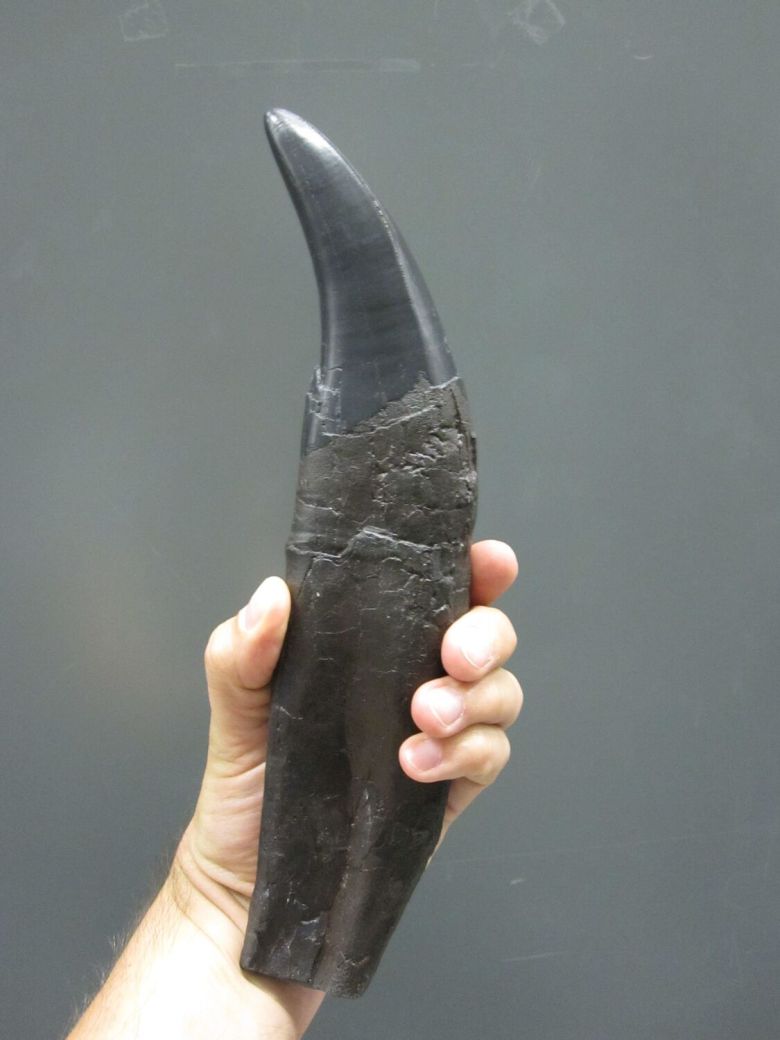 캐나다 앨버타에서 발견된 티라노사우루스의 이빨 화석. 괴팅겐대 제공