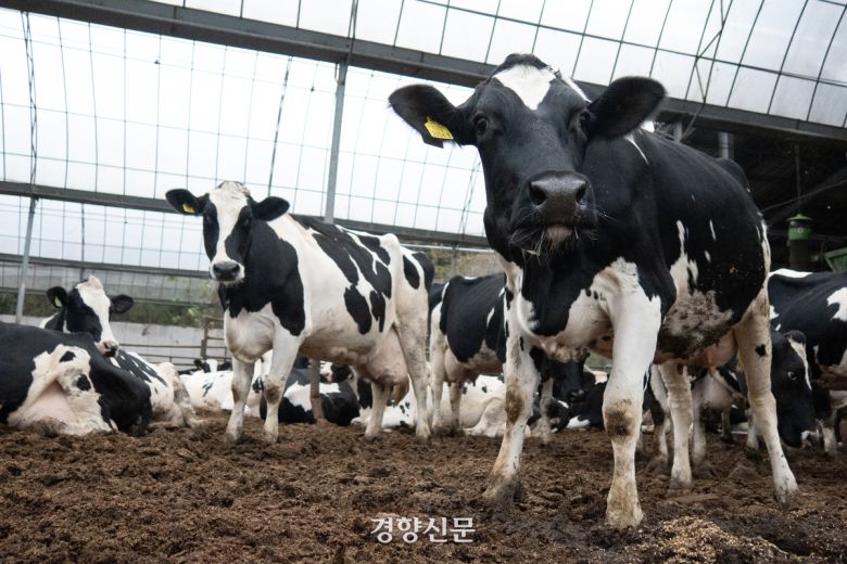 축사 내 운동장에서 쉬고 있는 젖소들. 경향DB
