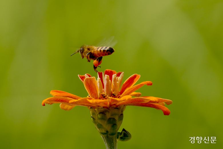 절기상 가을의 시작을 알리는 ‘입추’가 하루 지난 8일 경기 수원 국립농업박물관 백일홍에서 꿀벌이 꿀을 따고 있다. 문재원 기자